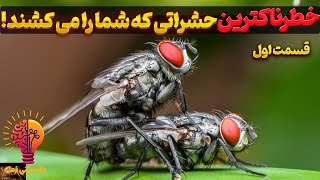 مرگبارترین حشرات جهان | حشراتی که جان میلیون‌ها انسان را گرفته‌اند