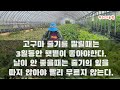 고구마 수확시기와 수확전 미리 해줘야할것들