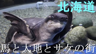 【北海道】サケのふるさと千歳を歩く！馬車にも乗ってきた！【人気スポット】