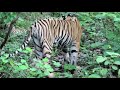 Bold n curious tiger cubs from Tadoba