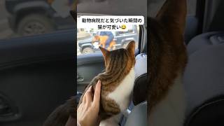 【総再生数1000万超!!】動物病院だと気づいた瞬間の猫が可愛くてバズりました🐱#猫 #動物病院 #かわいい #犬 #セカンドバッグ