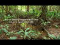 myristica swamp forests of kerala