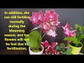 微型盆栽之美与养护方法 （english subtitles）the beauty and conservation of miniature potted plants