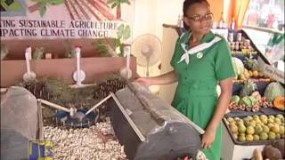 Jamaica's 4-H Clubs: Building Capacity Through Training