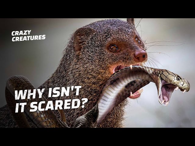 How This Tiny Mongoose Kills King Co English Esl Video Lessons