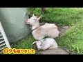 くつろぐ親子ヤギ　ハナとロク