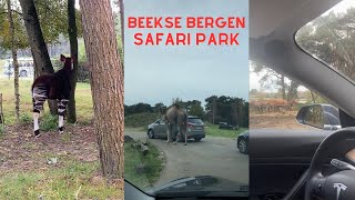 Journey to the SafariPark Beekse Bergen #filipinoyoutuber #filipinovlogger