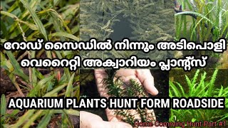 #Aquariumplants wild hunt.Aquarium plants near road side. #അക്വാറിയം റോഡരികിലെ അക്വാറിയം ചെടികൾ.