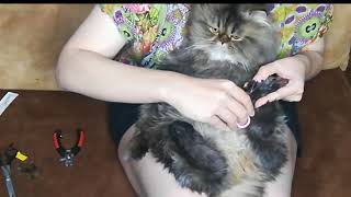 a dinosaur cat VS nail, trimming the hair around his claw