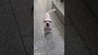 7초 짤 | 내일 또❗️| 😁웃는 강아지🐶 #shorts