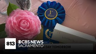 Folsom to celebrate Camellia Day on Saturday