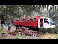 terip 2 full satu lori di pokok rendah lansung derebe lori turun tangan !! JAGAT CHANNEL.