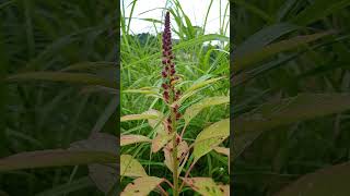 Amaranth flowers/ red spinach  #food #saag # vegetables