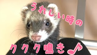 フェレットは嬉しい時に鳴くんです！【ククク連発①】ferret#02