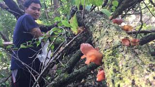 By khumaw reh picking mushroom 2021 Karenni people talkshow video