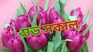 🌷শুভ সকাল🌷সুপ্রভাত🌷Good Morning 🌷