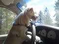 man teaches dog to drive his car dog chauffeur