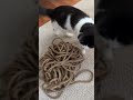 supervised ropetime only cat mewmewmingle catdelights cutecat credit 🎥 ➡️ mauri and cucumber