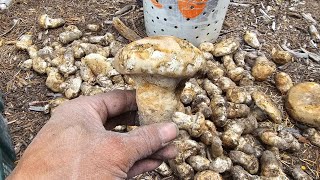 Mushroom Foraging|PINE (Matsutake) Chemult, Oregon.  Day 10