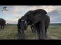 Little elephant orphan, Timisa & Lundi's son, bull Mambo share a moment at Jabulani