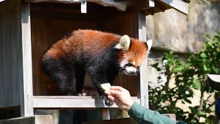 レッサーパンダ キクのりんごタイム／野毛山動物園