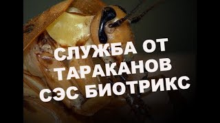 Как вызвать службу травли тараканов в своей квартире?