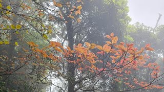 淒風苦雨之台北大縱走第三段