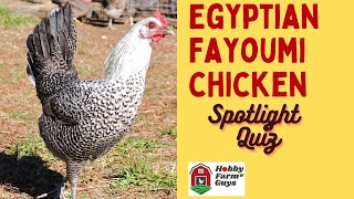 Egyptian Fayoumi Chicken Spotlight Quiz