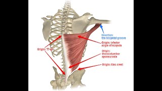 Two Minutes of Anatomy: Latissimus Dorsi