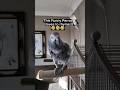 Bird Loves To Rhyme 🤣#animals #pets #birds #youtubeshorts #fyp #greyparrot #funny #lol #parrots