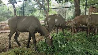 Neelgais of Bannerghatta Zoo feasts on greens