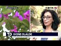 ¡otra vez jacarandas comienzan a florecer en cdmx antes de tiempo