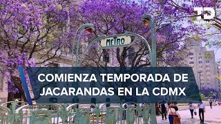 ¡Otra vez! Jacarandas comienzan a FLORECER en CdMx antes de tiempo