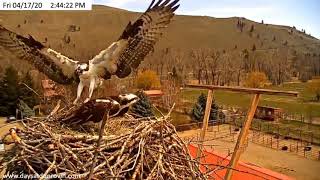 4/17/20 ~ DUNROVIN OSPREY....INTRUDER ATTACKS NEST