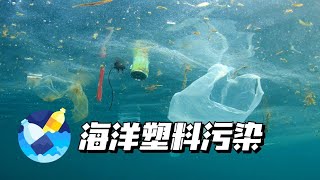 海洋塑料污染 | 越来越严重的塑料污染，把海洋生物们害得不浅🐳3个方法帮助减少海洋塑料污染