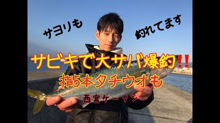 西宮ケーソン サビキで大サバ爆釣！指5本タチウオも　fisingmax 武庫川