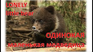 ПУЖА: ОДИНОКАЯ МАЛЕНЬКАЯ МЕДВЕДИЦА