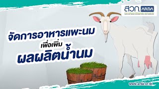 การจัดการอาหารแพะนมเพื่อเพิ่มผลผลิตน้ำนม | สวก.