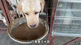 苏北最大的拉布拉多犬舍没有之一数量之多碾压个个省不服评论区见