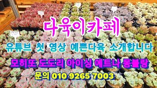 #다육이카페 유튜브 첫 영상소개합니다 예쁜가격으로 인사드려요 완전싸게구경오세요#모히또#러블러로즈#도도리#카시오적금#글램핑크#말간#당인금