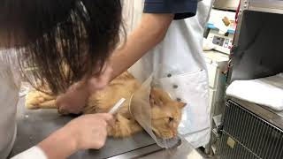 ⑧洋猫ミックスのももちゃんの治療