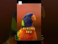 Burung Beo#burungbeo #burung #beo #hewan #hewanpeliharaan #hewanunikdanmenarik #fakta #faktamenarik