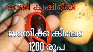 ജാതിക്ക കൃഷിയെ കുറിച്ച് അറിയേണ്ടതെല്ലാം/guide lines for nutmeg farming / ജാതിക്ക കിലോ1200 രൂപ