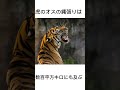 虎の雑学まとめ 動物 雑学