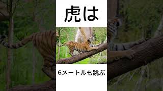 虎の雑学まとめ#動物 #雑学