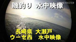 【水中映像でグレ釣り上達】グレ、エサ取りの動き　長崎県 大瀬戸 ウーゼ西 　Vol.34【磯釣り　フカセ釣り】