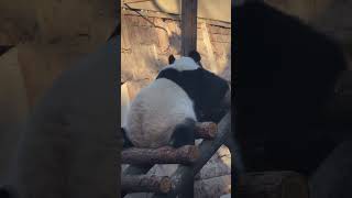 面面奶爸对着白天一顿喊 😂 天 完全不理 #panda #cute #大熊猫 #熊 #熊 #一方水土养一方熊猫