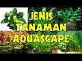 7 Jenis Tanaman Aquascape