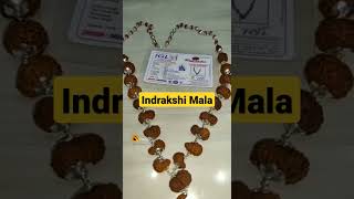 Indrakshi mala | Indra mala price | Indra mala benefits | shorts