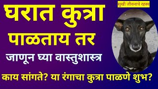 घरात कुत्रा पाळताय पहा वास्तुशास्त्र काय सांगते या रंगाचा कुत्रा घरात शुभता आणतो|Kutra Palne|Dog